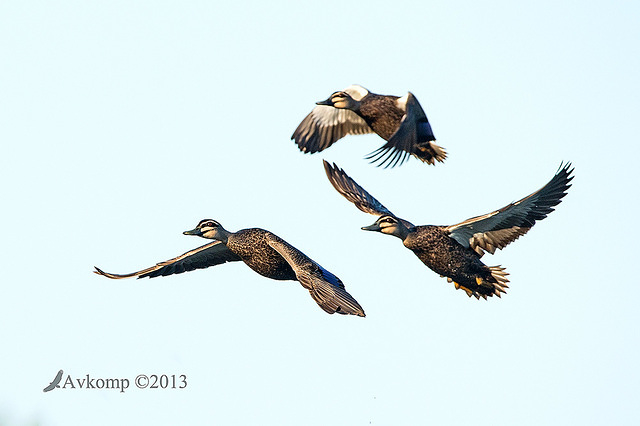 pacific black duck 8967