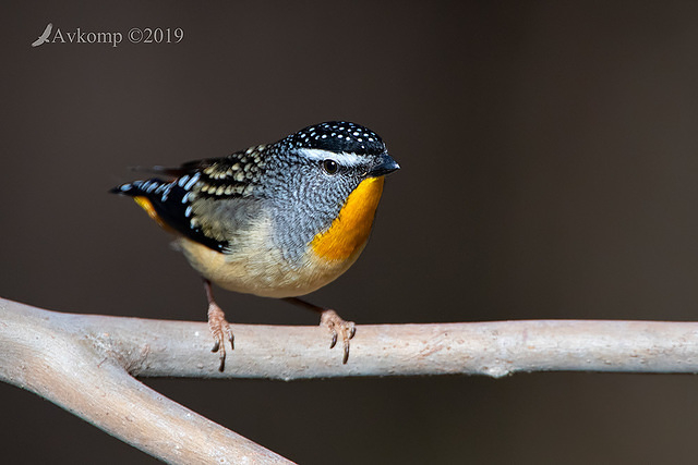 pardalote 1408