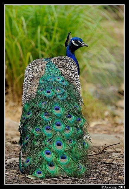 peacock 0069