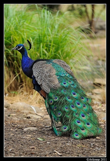 peacock 0070