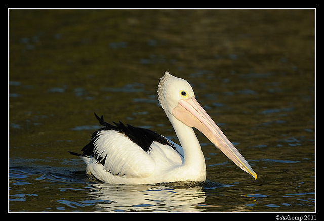 pelican 0223