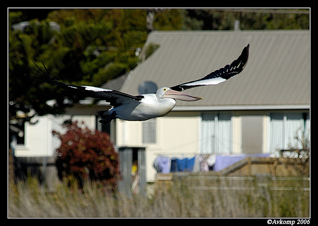 pelican narrabeen 15