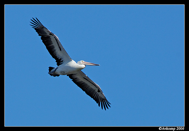 pelican narrabeen 6