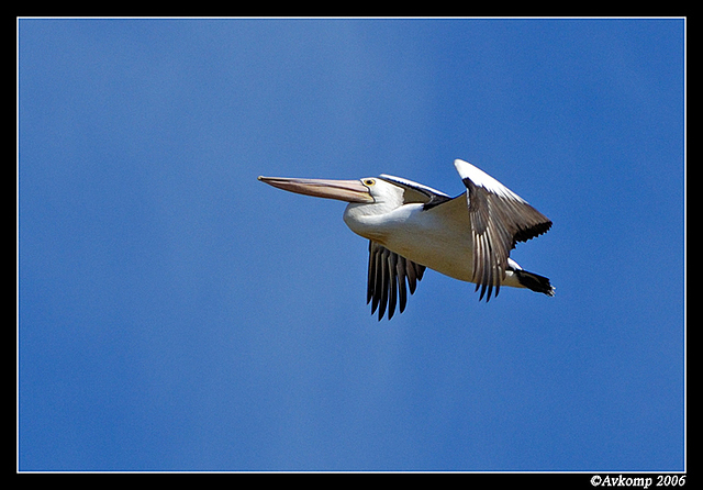 pelican2