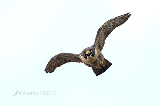 peregrine 10259