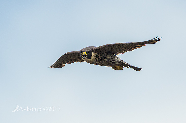 peregrine 10269