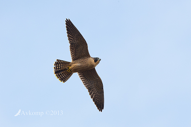 peregrine 10352