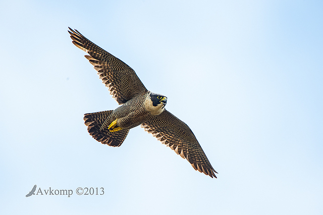 peregrine 10368