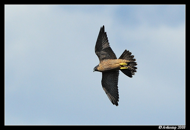 peregrine falcon 2756