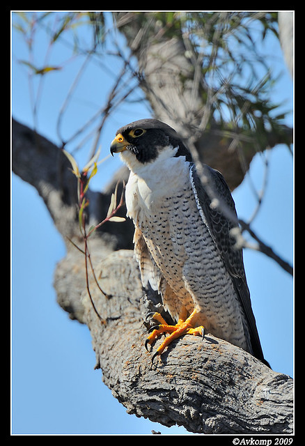 peregrine falcon 4551