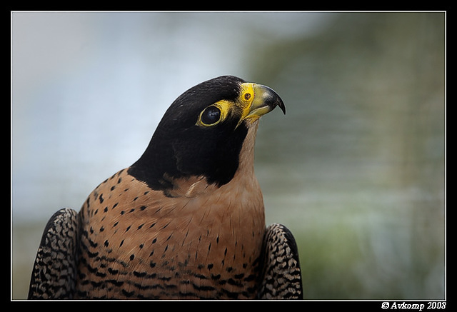 peregrine falcon 2141