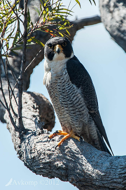 peregrine falcon 4312 cs6 raw converter