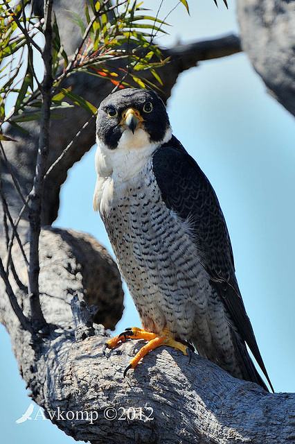 peregrine falcon 4312