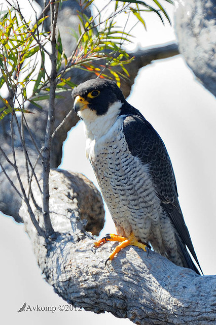 peregrine falcon 4319