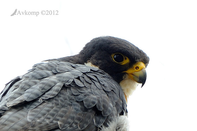 peregrine falcon 5391