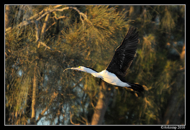 pied cormorant 5990