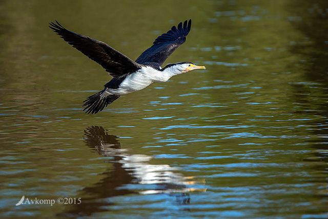 pied cormorant 0172