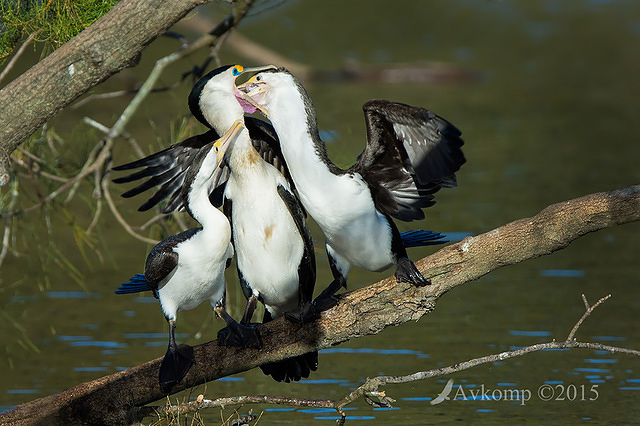 pied cormorant 0184