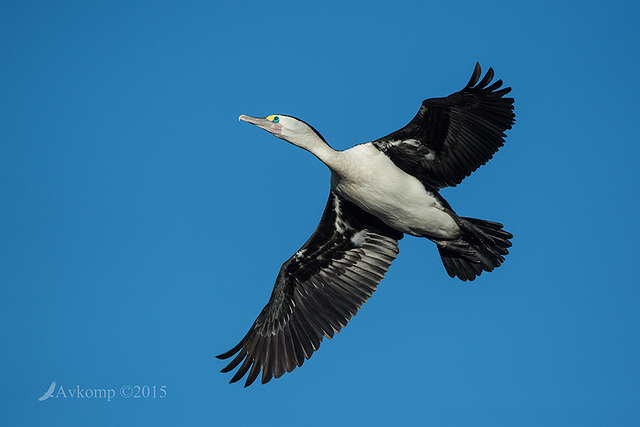 pied cormorant 0193