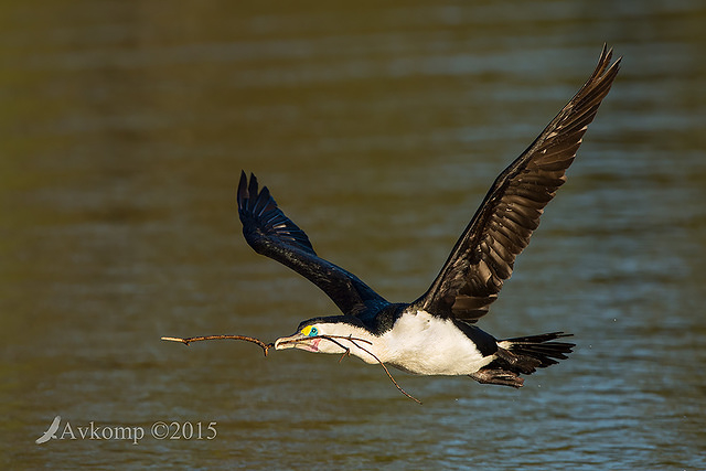 pied cormorant 0197