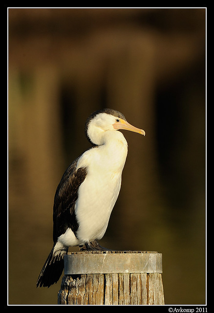 pied cormorant 0244