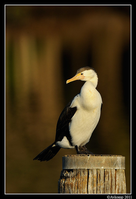 pied cormorant 0246