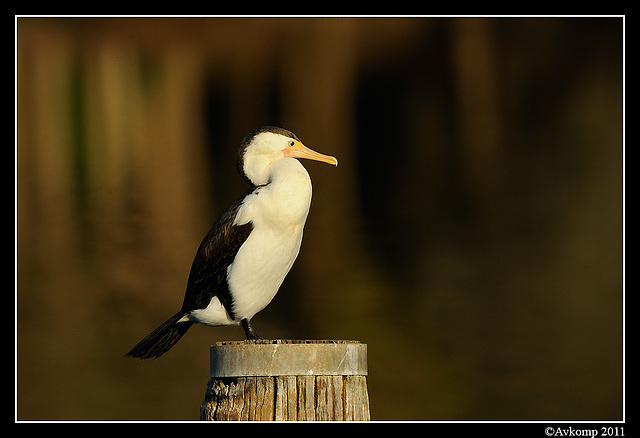 pied cormorant 0247