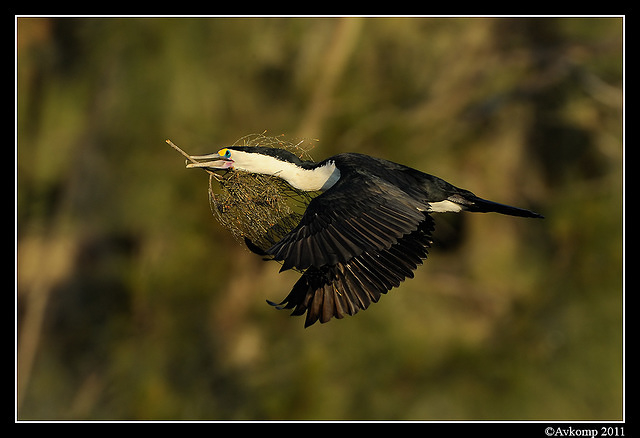 pied cormorant 0248