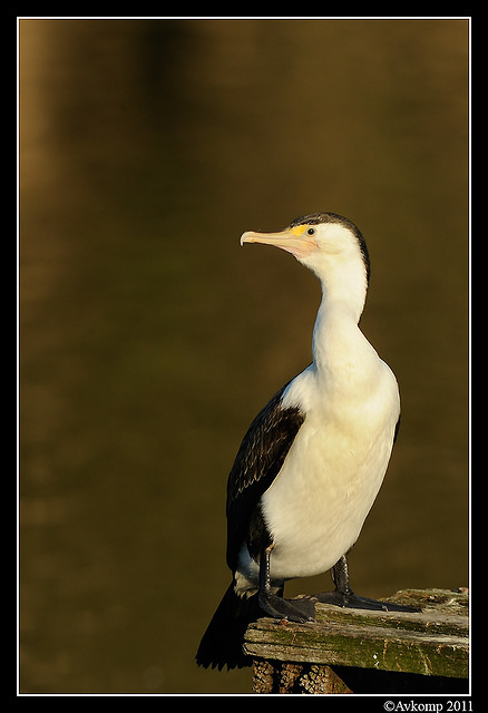 pied cormorant 0249