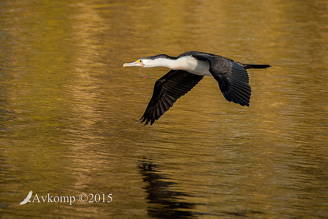 pied cormorant 0295