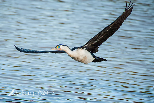 pied cormorant 0304