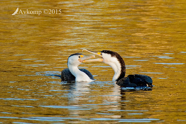 pied cormorant 0312