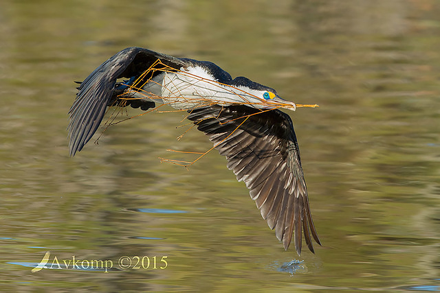 pied cormorant 0738