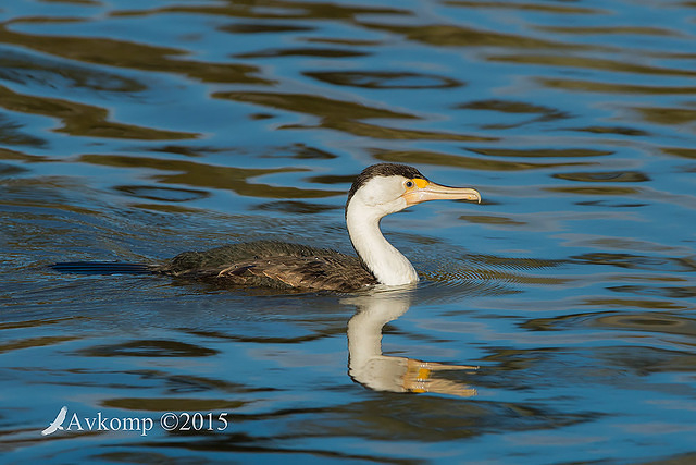 pied cormorant 0795