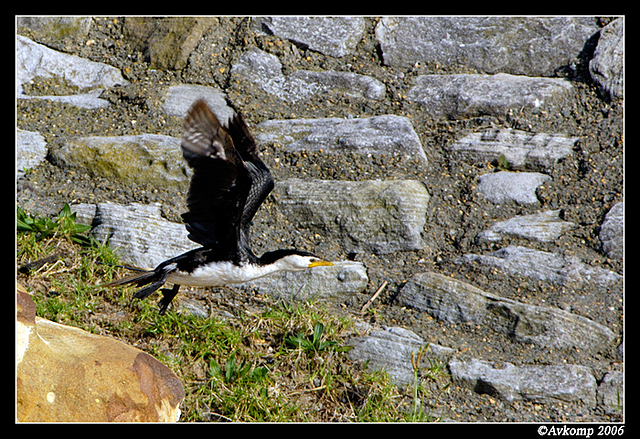 pied cormorant 10