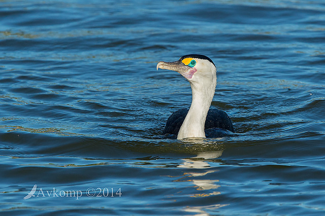 pied cormorant 11077