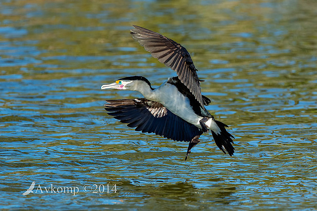 pied cormorant 11832