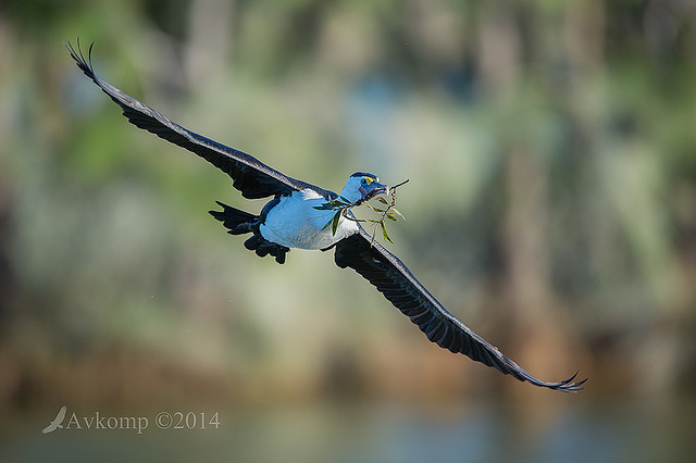 pied cormorant 11859