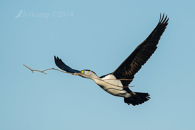 pied cormorant 11870