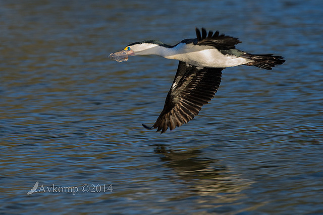 pied cormorant 11873