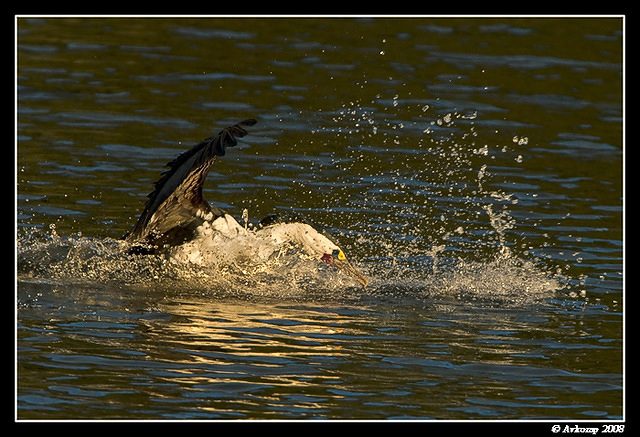 pied cormorant 1258