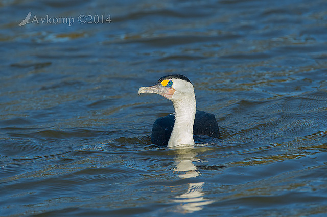 pied cormorant 12681