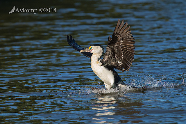 pied cormorant 12697