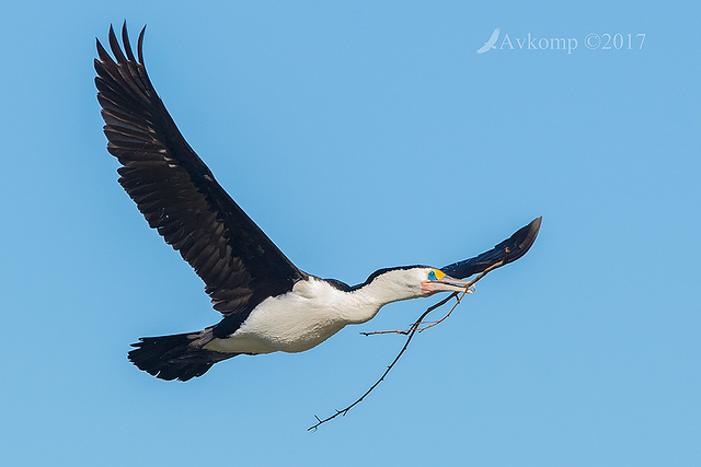 pied cormorant 12979