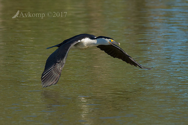 pied cormorant 12983