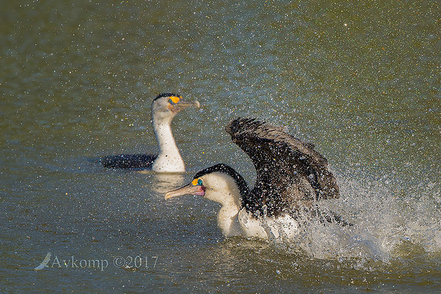 pied cormorant 12995