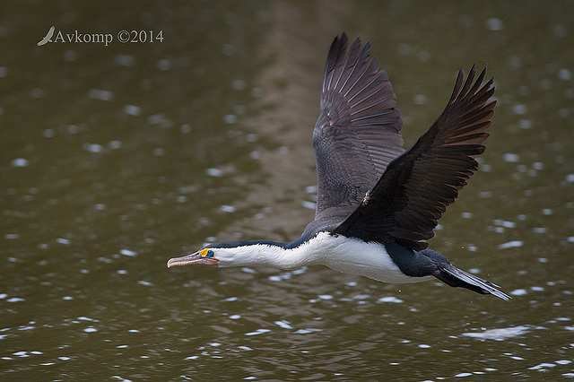 pied cormorant 13098