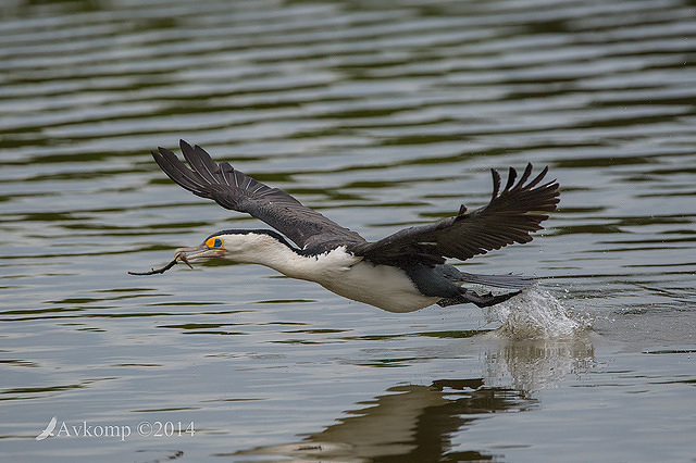 pied cormorant 13371