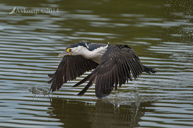 pied cormorant 13373