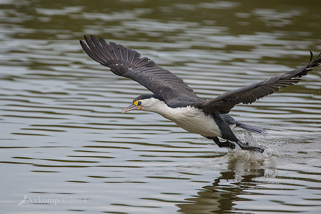 pied cormorant 13374